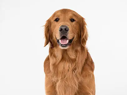 Big Dog mobile grooming in Dubai