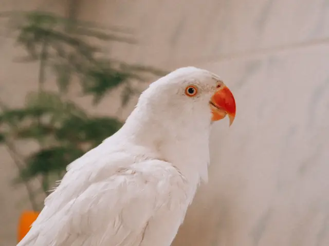 Parrot mobile grooming in Dubai