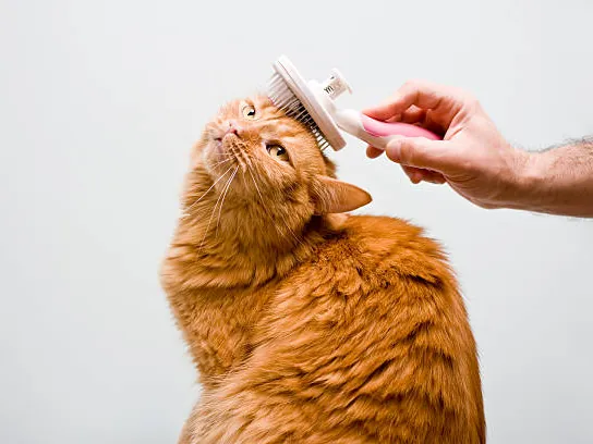 Cat mobile grooming in Dubai