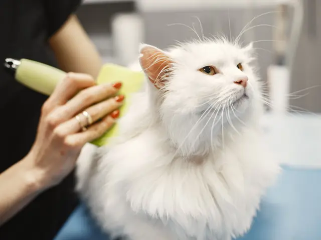 Cat mobile grooming in Dubai