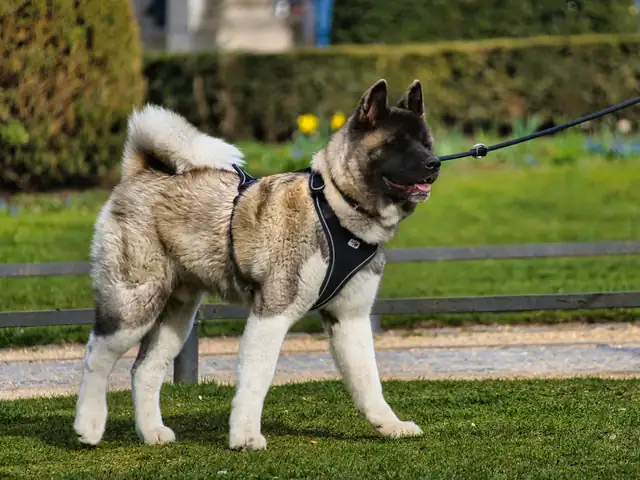 Large Dog mobile grooming in Dubai