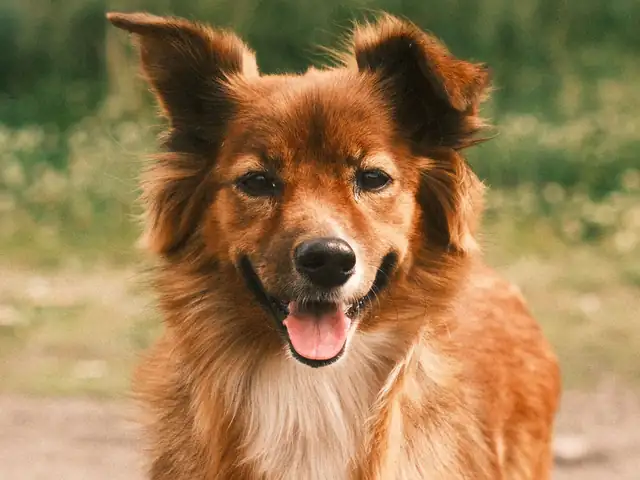 Medium Dog mobile grooming in Dubai