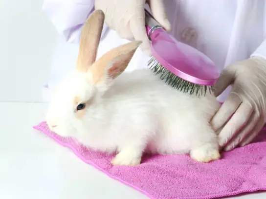 Rabbit mobile grooming in Dubai