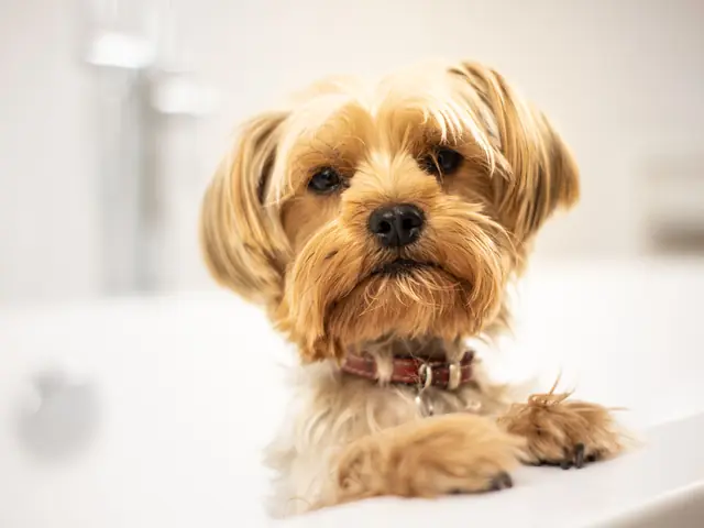 Small Dog mobile grooming in Dubai