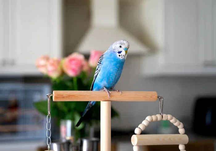Blue budgie on a wooden play stand in a bright home kitchen