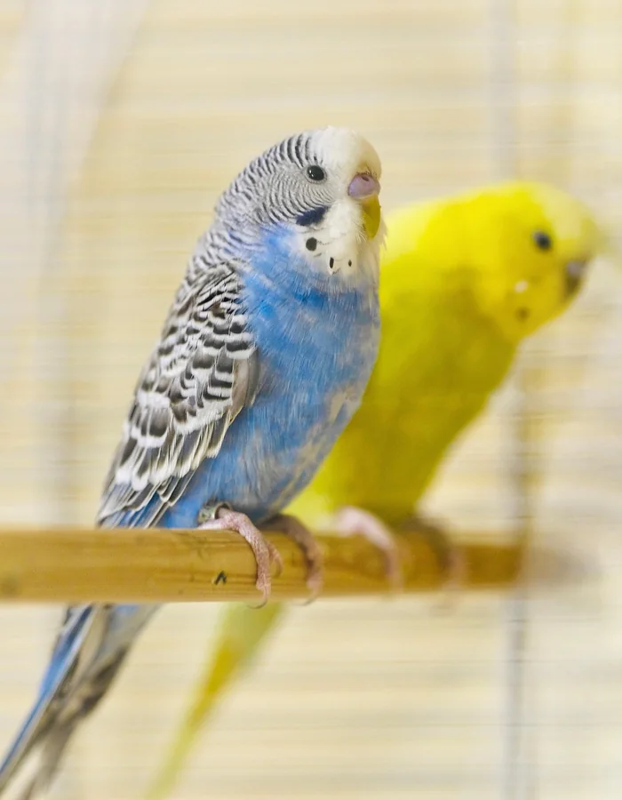 A blue budgie and a yellow budgie sitting together on a wooden perch