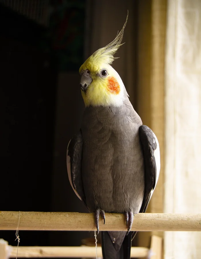 Grey and yellow cockatiel perched calmly on a wooden bar