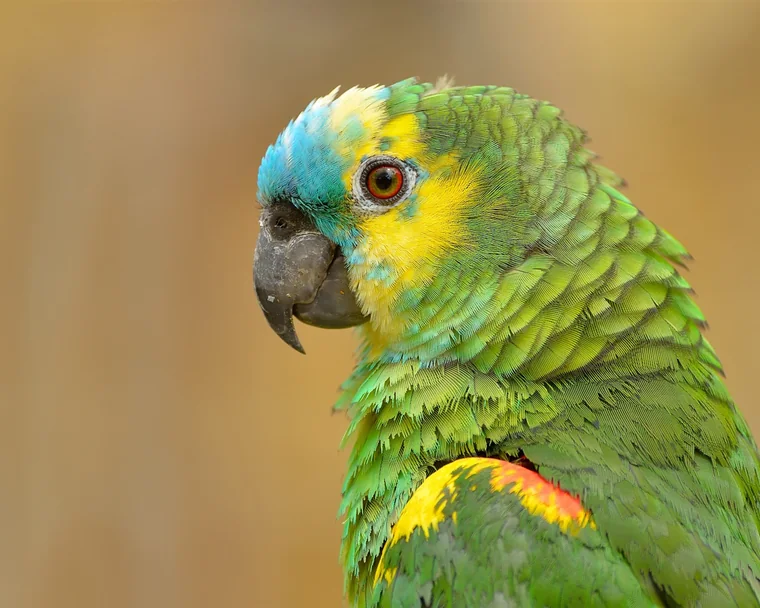 Close-up of a green Amazon parrot with bright yellow and blue head feathers
