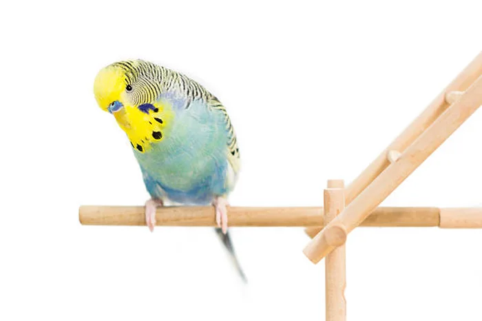Yellow and blue budgie standing on a wooden perch against a white background
