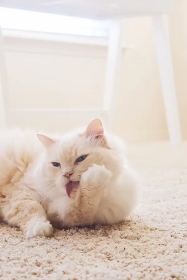 Long-haired white cat relaxing on a rug after a grooming session