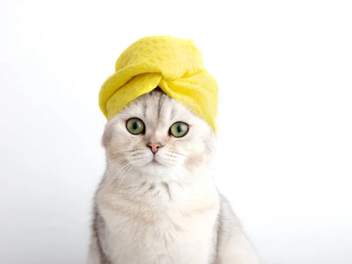 Cat wrapped in a soft towel with a yellow towel turban on its head after a bath