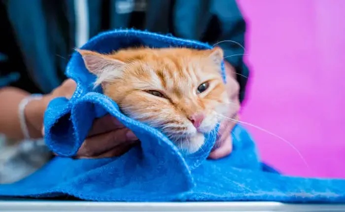 Ginger cat being gently dried in a blue towel after a bath
