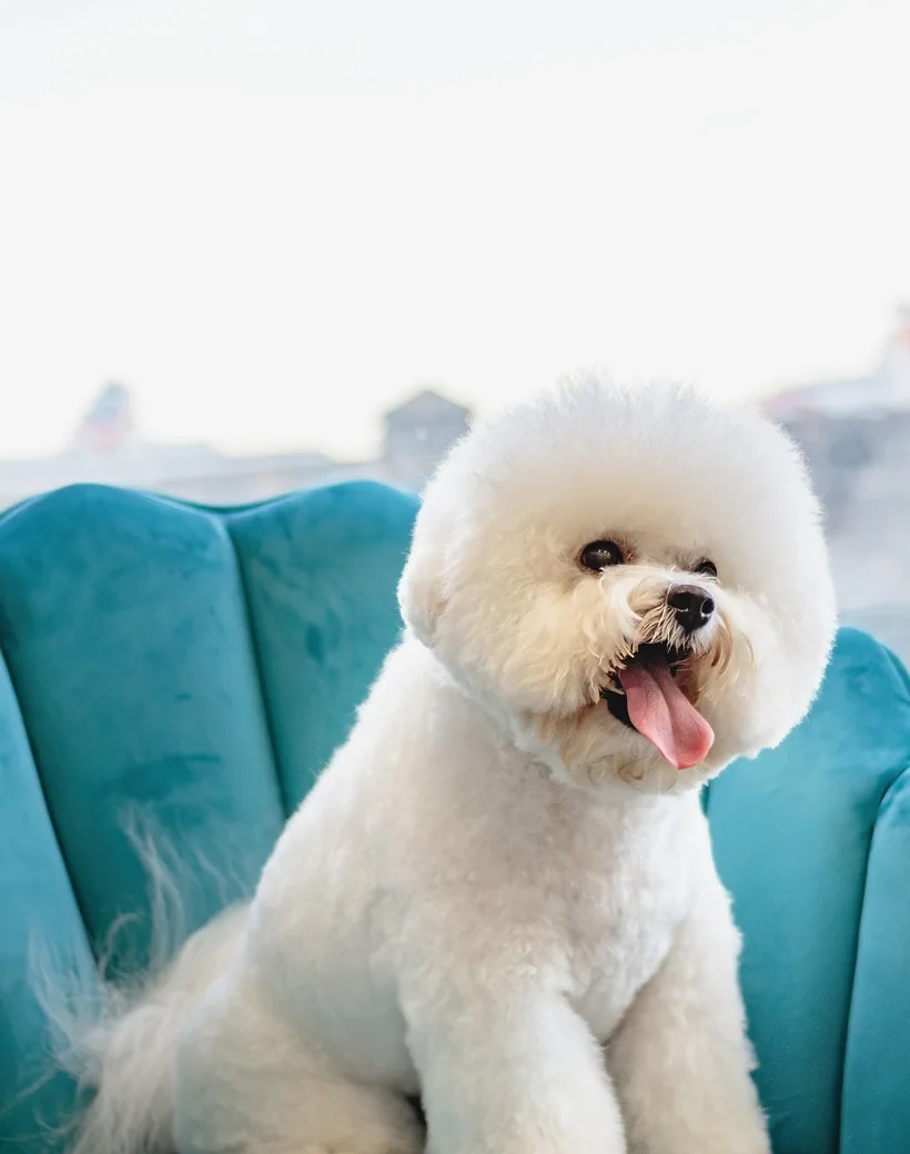 Freshly groomed white Bichon Frise sitting on a teal armchair