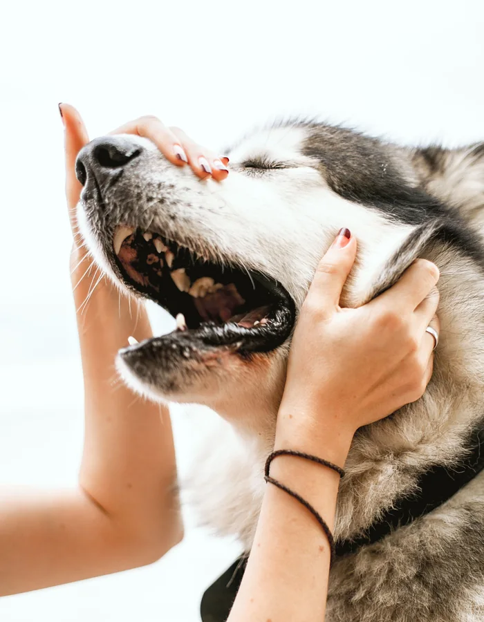 Husky enjoying a gentle face and ear massage from a groomer