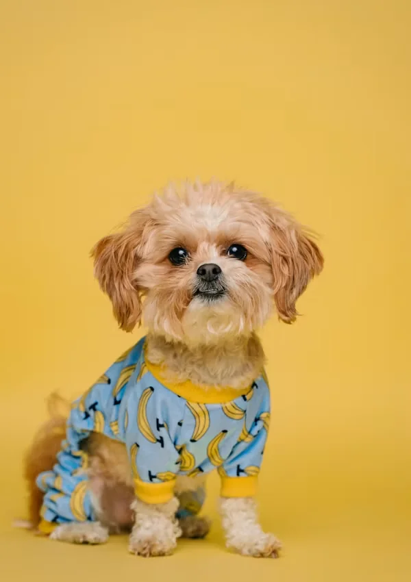Small freshly groomed puppy wearing a patterned shirt