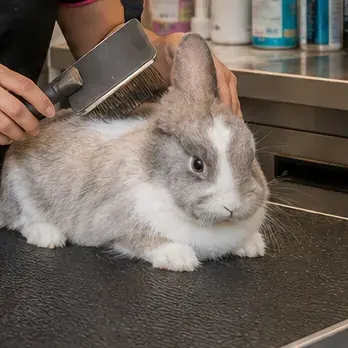 Rabbit being gently brushed on the grooming table inside the mobile van