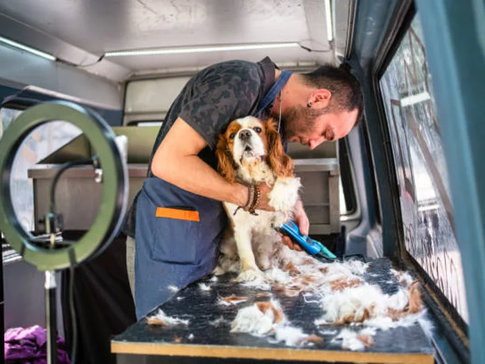 Groomer trimming a spaniel on the table inside a mobile grooming van