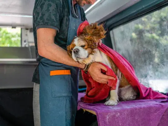 Dog wrapped in a towel after a warm-water bath inside the mobile grooming van