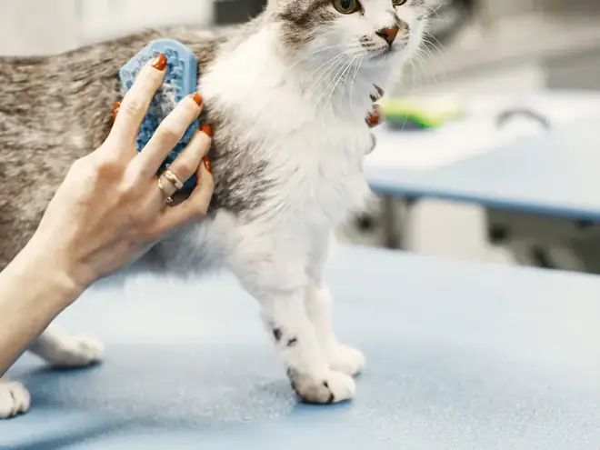 Long-haired cat being de-shedded with a grooming brush at home