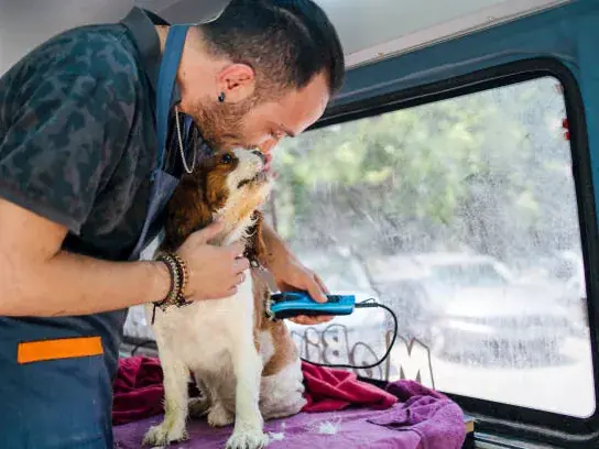 Groomer clipping a small dog's coat inside the mobile grooming van
