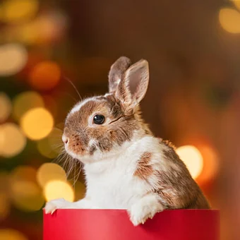 Brown and white rabbit peeking over the rim of a red container with warm bokeh lights behind