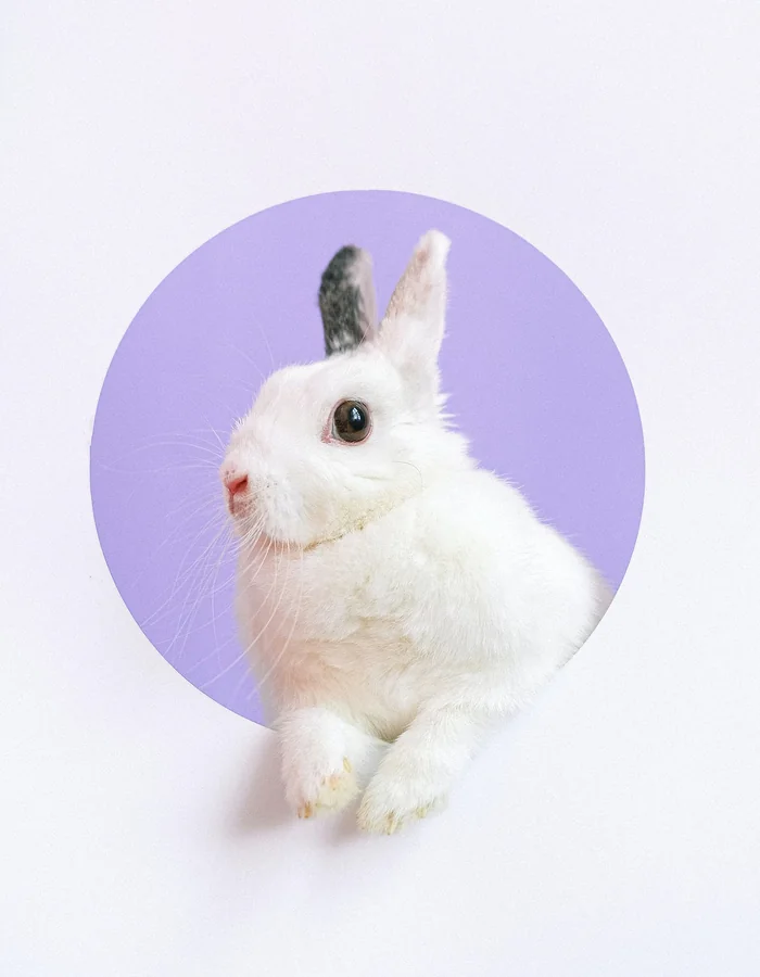 White lop rabbit sitting against a soft lilac circle backdrop