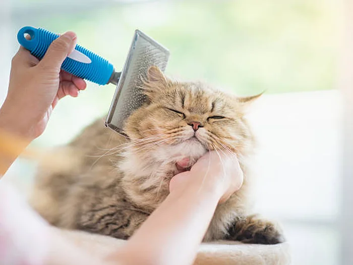 Long-haired cat being de-shedded with a grooming brush