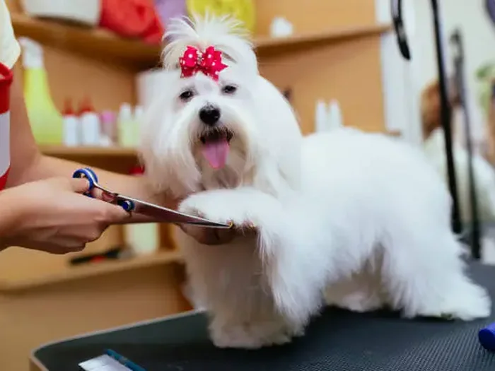 Maltese with a pink bow having its coat scissor-trimmed by a groomer