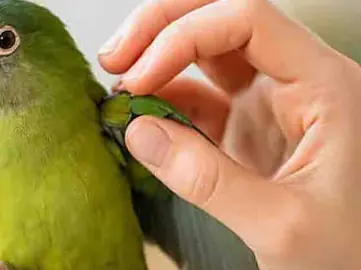 Groomer checking a green parrot feather condition