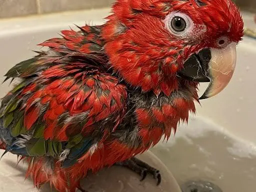 Parrot enjoying a warm-water misting