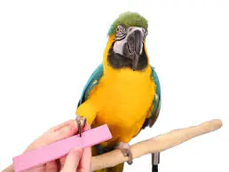 Macaw having a nail filed on a perch