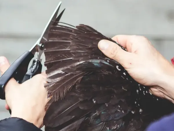 Wing feathers being trimmed carefully