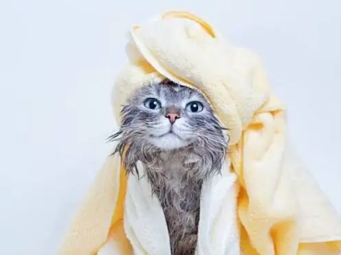Cat wrapped in a yellow towel after a warm bath