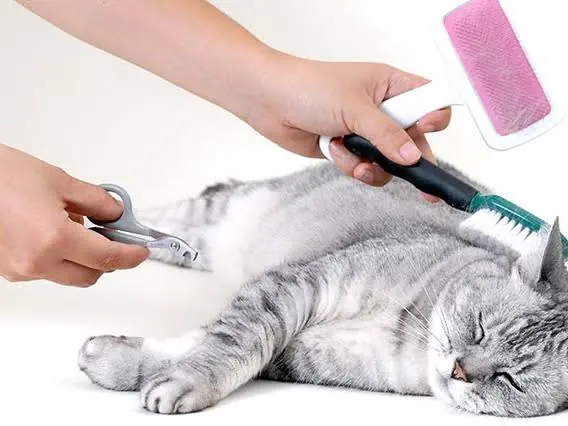 A relaxed cat part-way through a mobile groom