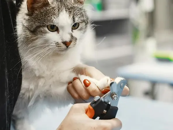 Cat having its claws trimmed calmly