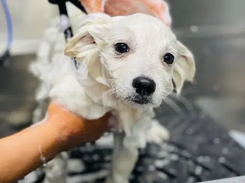 Small dog being washed with warm water during a mobile groom