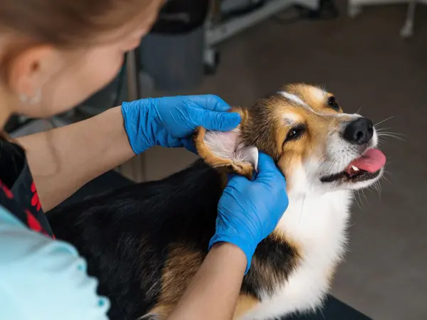 Groomer gently cleaning a corgi mix ear