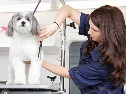 A dog being groomed calmly inside the Glan Paws van
