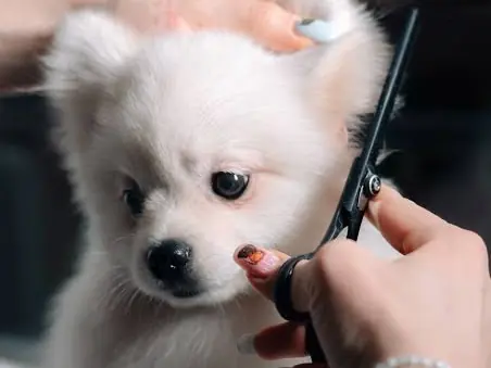 Groomer scissor-trimming a fluffy white puppy