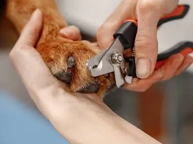 Dog having its nails clipped carefully