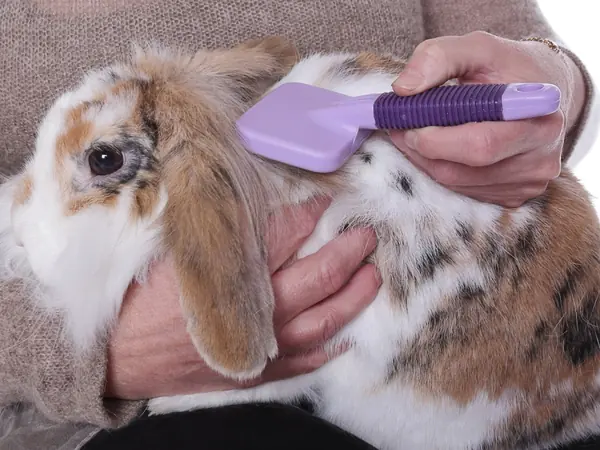 A rabbit being brushed gently and kept supported