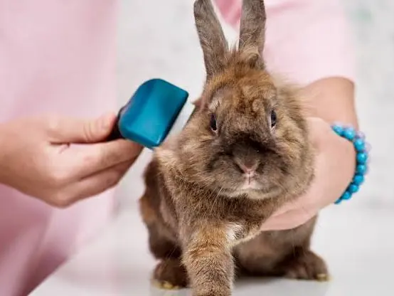 Rabbit being groomed with a soft brush during a moult