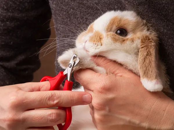 Rabbit having its nails trimmed with clippers